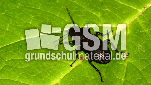 Gemeiner Grabkäfer (1).jpg